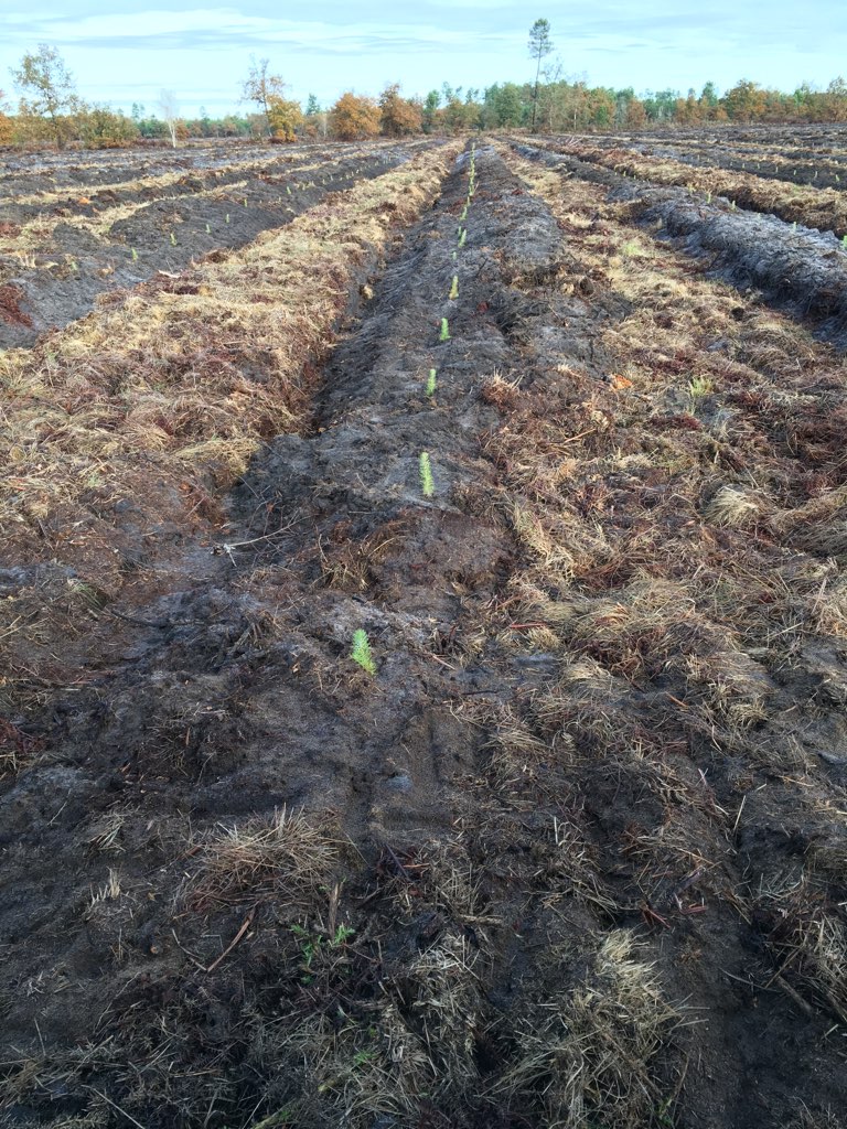 Reboisement Landes